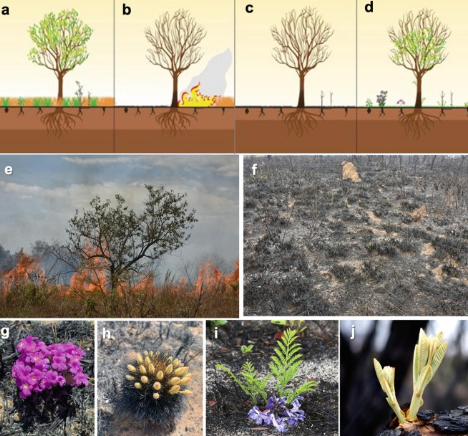 Cerrado fire ecology natural regeneration system explanation