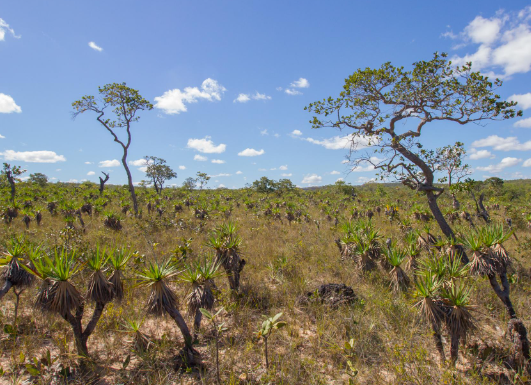 Cerrado biodiversity adaptation plants and wildlife survival