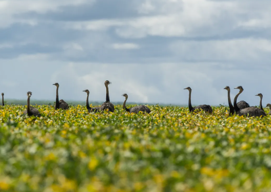 Cerrado climate seasonality dry and wet cycle dynamics
