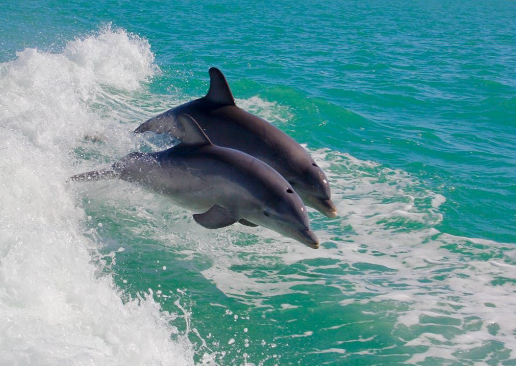 Fernando de Noronha dolphin habitat and marine life study