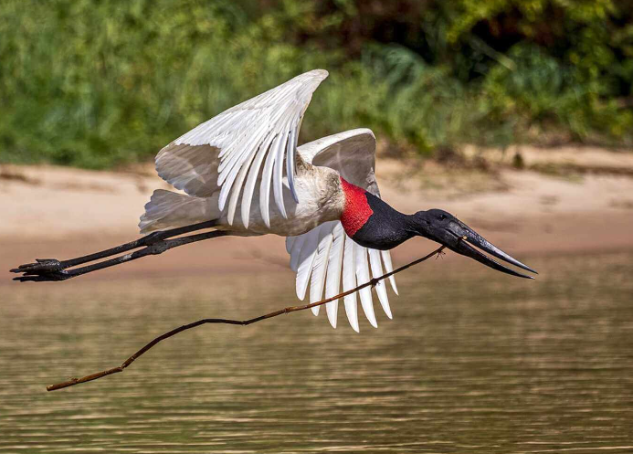 Pantanal birdwatching paradise exotic species guide