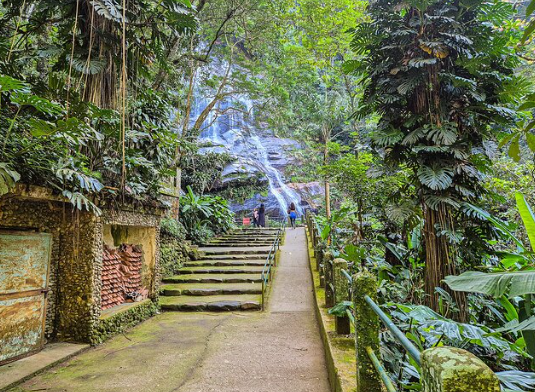 Tijuca Forest urban rainforest regeneration in Rio