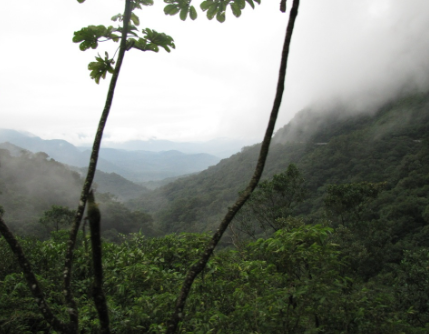 Serra do Mar biodiversity and altitude ecosystem variation