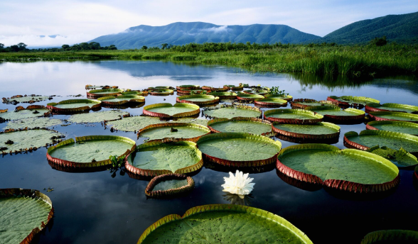 Pantanal wetlands largest tropical wetland ecosystem exploration