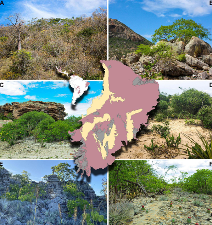 Caatinga seasonal rivers and dry landscape dynamics