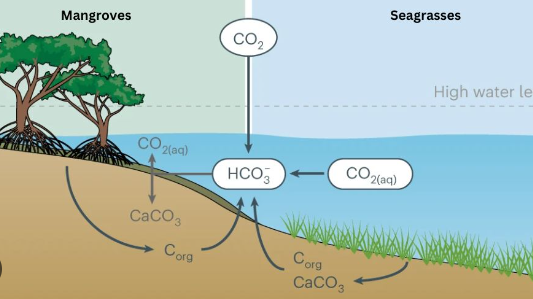 Brazil mangrove forests carbon storage and biodiversity role