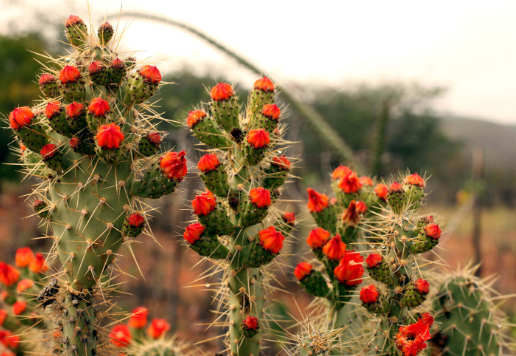Caatinga biome drought adaptation plants and wildlife