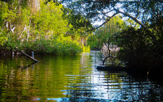 Amazon mangrove delta coastal ecosystem transition zone