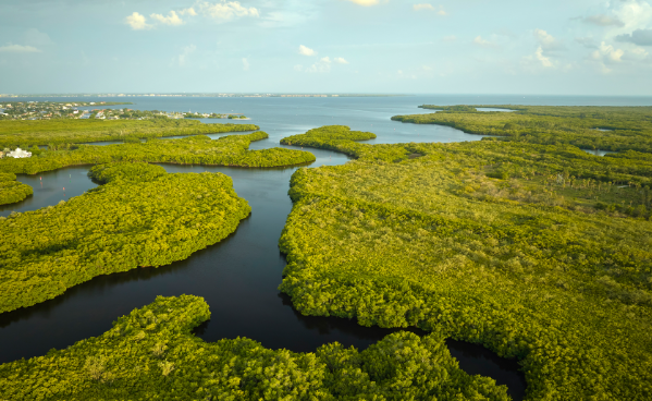 Recife mangroves and urban coastal wetland geography