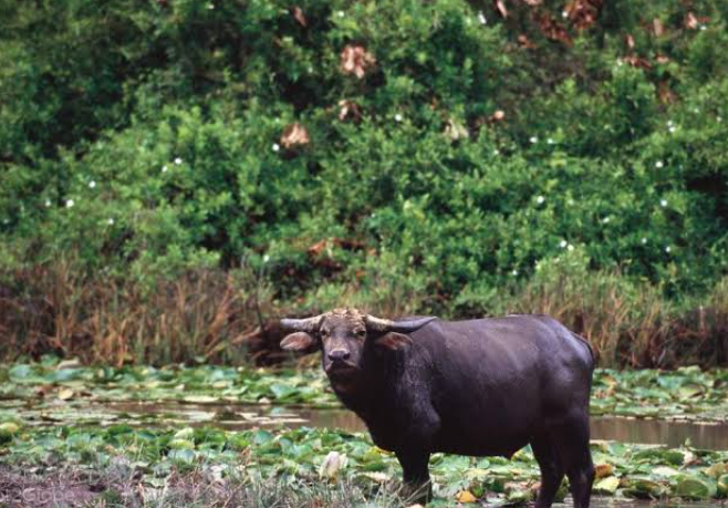 Marajó Island buffalo grazing ecosystem and wetlands