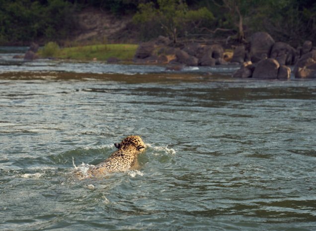 Xingu River biodiversity and rainforest river ecology