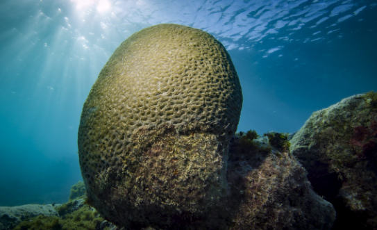 Abrolhos coral biodiversity and marine conservation zones